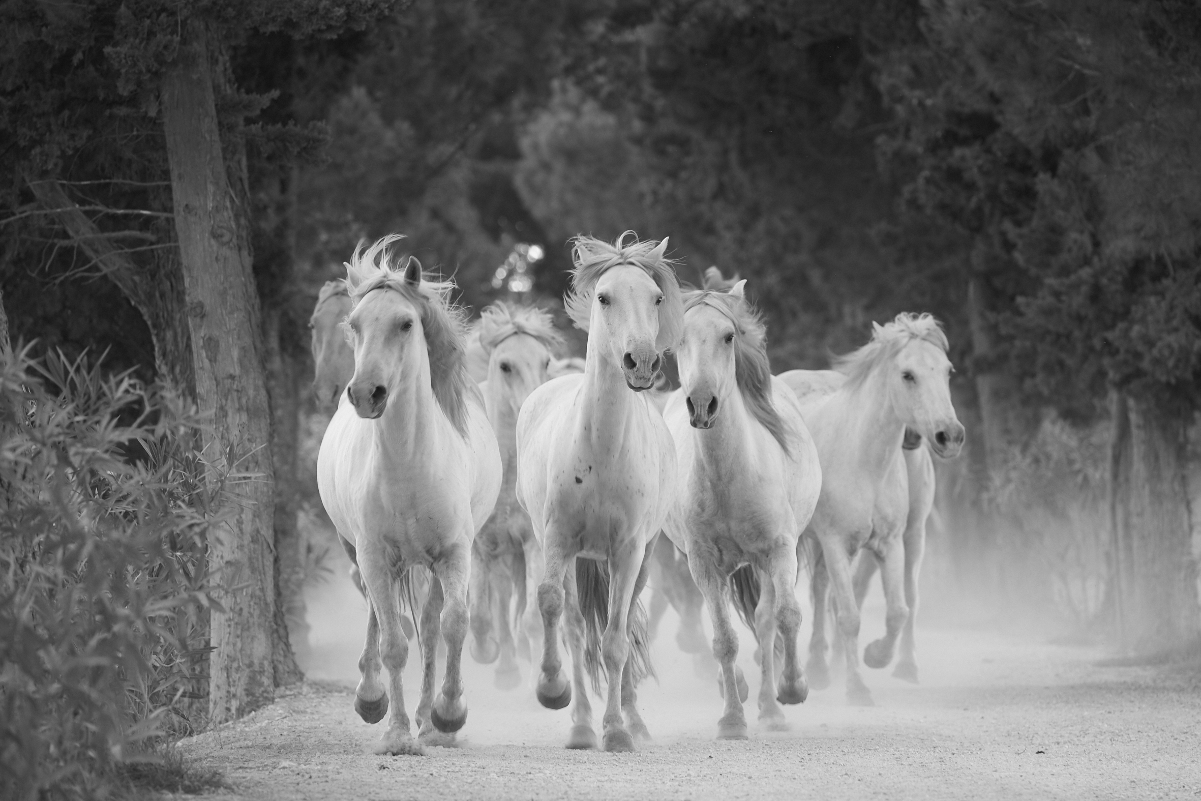 Primeur