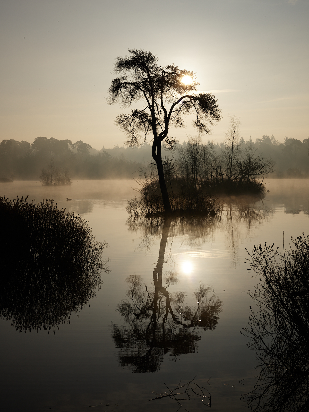 Oistwerwijkse Bossen en Vennen 